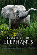 Secrets of the Elephants poster